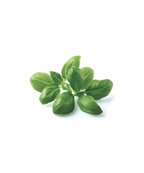 Click and Grow Confezione 3 Pods Smart Garden Basilico