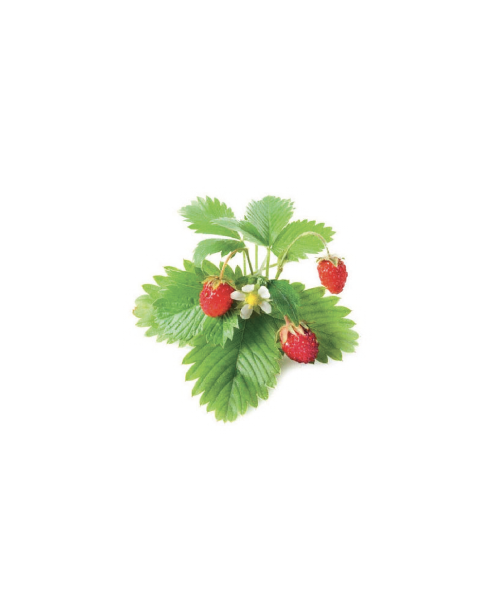 Click and Grow Confezione 3 Pods Smart Garden Fragoline di Bosco