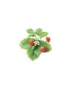 Click and Grow Confezione 3 Pods Smart Garden Fragoline di Bosco