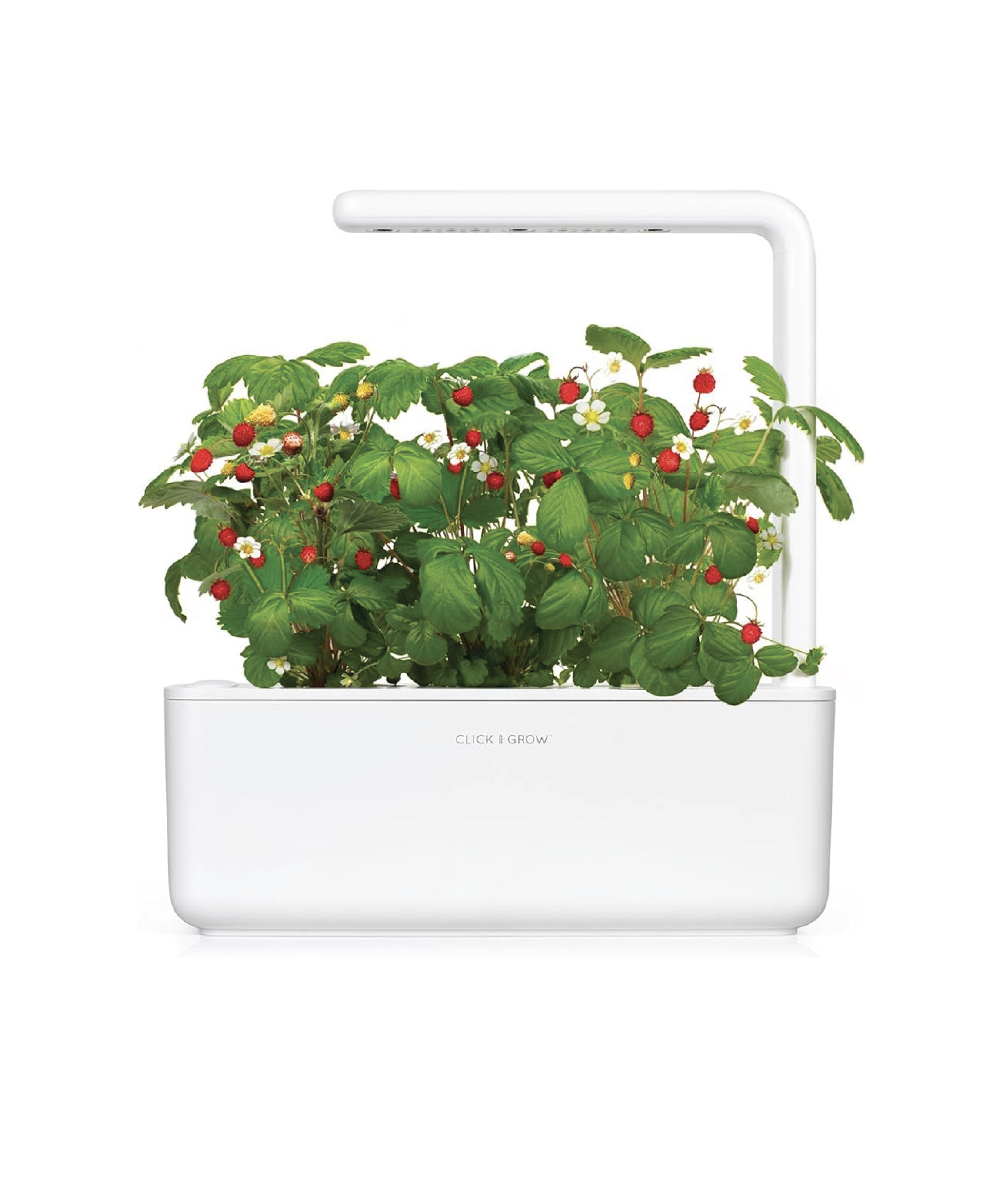 Click and Grow Confezione 3 Pods Smart Garden Fragoline di Bosco