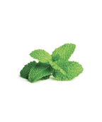Click and Grow Confezione 3 Pods Smart Garden Menta